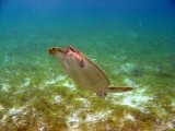 Zdjęcie z rejsu żeglarskiego Palm Island: Aktywny wypoczynek na wyspie Palm Island