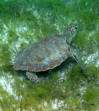 Zdjęcie z rejsu żeglarskiego Palm Island: Ośrodek wypoczynkowy na Palm Island