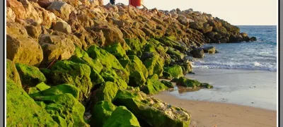 Faro