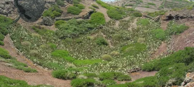 Linosa