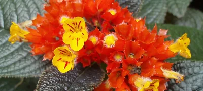 Diamentowe Ogrody Botaniczne