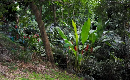 Grenada – zdjęcie 4