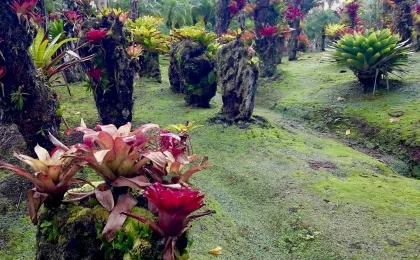 Jardin de Balata – zdjęcie 5