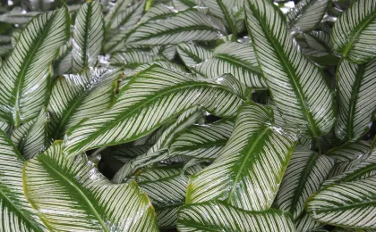 Jardin de Balata – zdjęcie 3