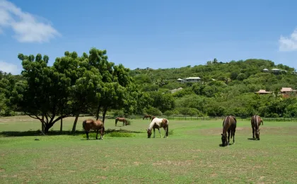 Plaże na wyspie Mustique – zdjęcie 3