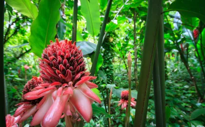Diamentowe Ogrody Botaniczne – zdjęcie 3