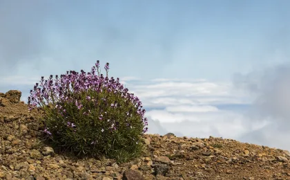 La Palma – zdjęcie 3