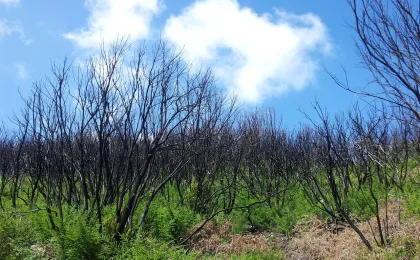 La Gomera – zdjęcie 6