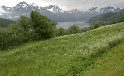 Holandsfjord – zdjęcie 4