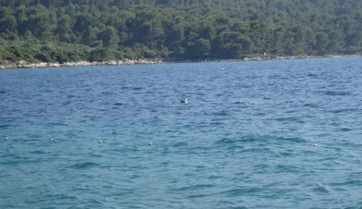 Miejscowa restauracja - Eremitaz