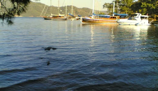 Tersane