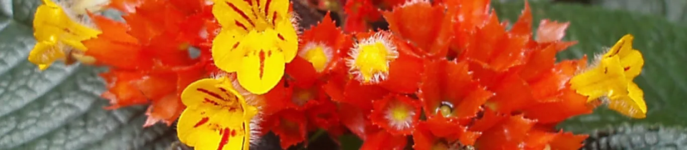Zdjęcie Diamentowe Ogrody Botaniczne