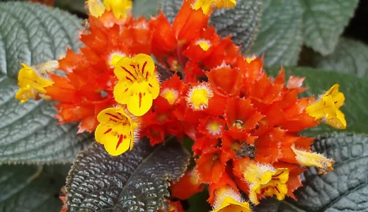 Diamentowe Ogrody Botaniczne