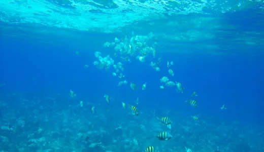 Nurkowanie w okolicach wyspy Saint Vincent