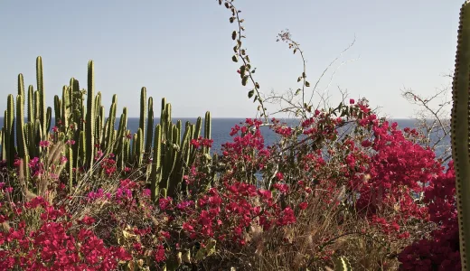 Gran Canaria