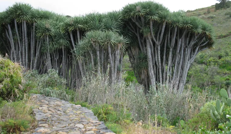 La Palma – zdjęcie 2