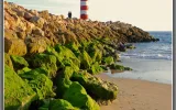 Faro