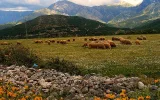 Vlora
