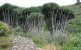La Palma