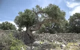 Pag