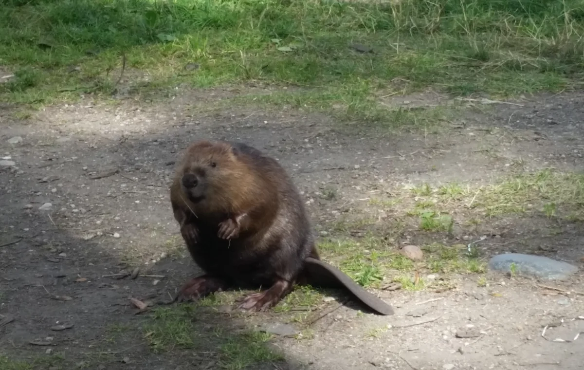 Mazurska przygoda pod zaglami