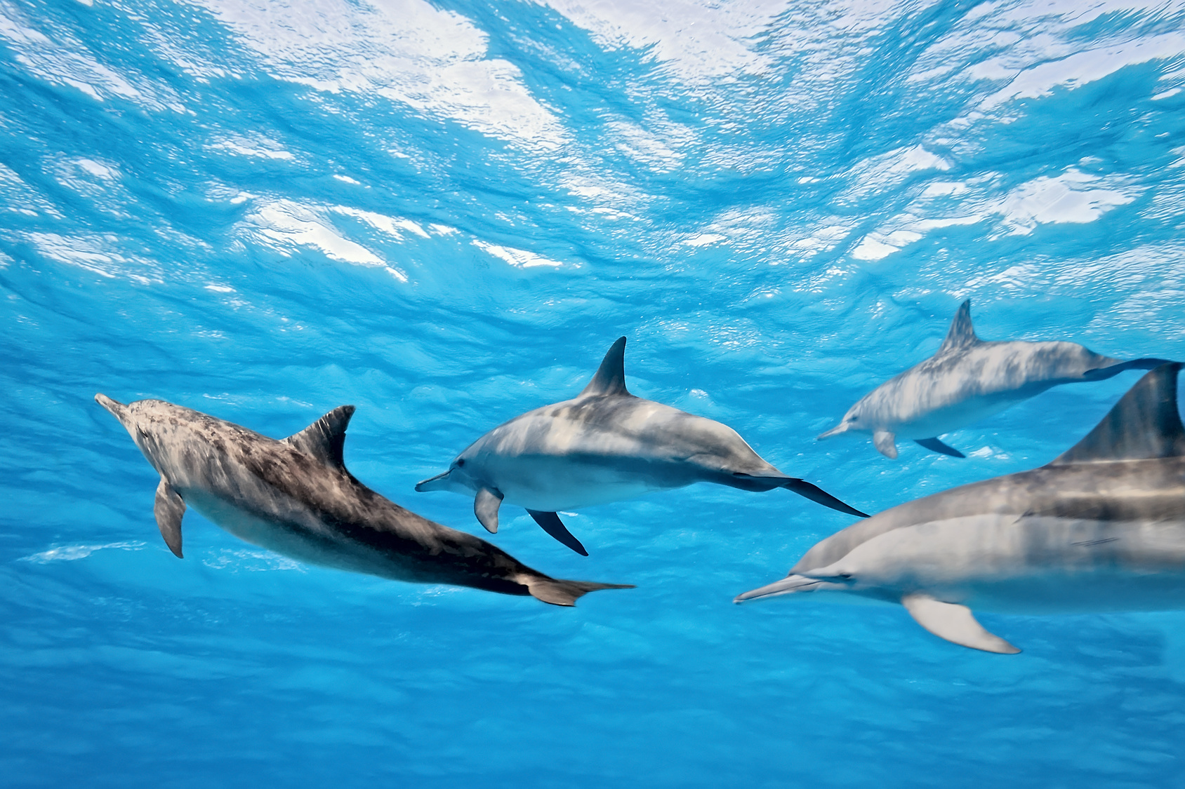 Delfiny w Chorwacji