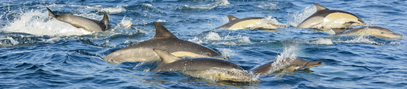 Zdjęcie z rejsu żeglarskiego Delfiny w Chorwacji