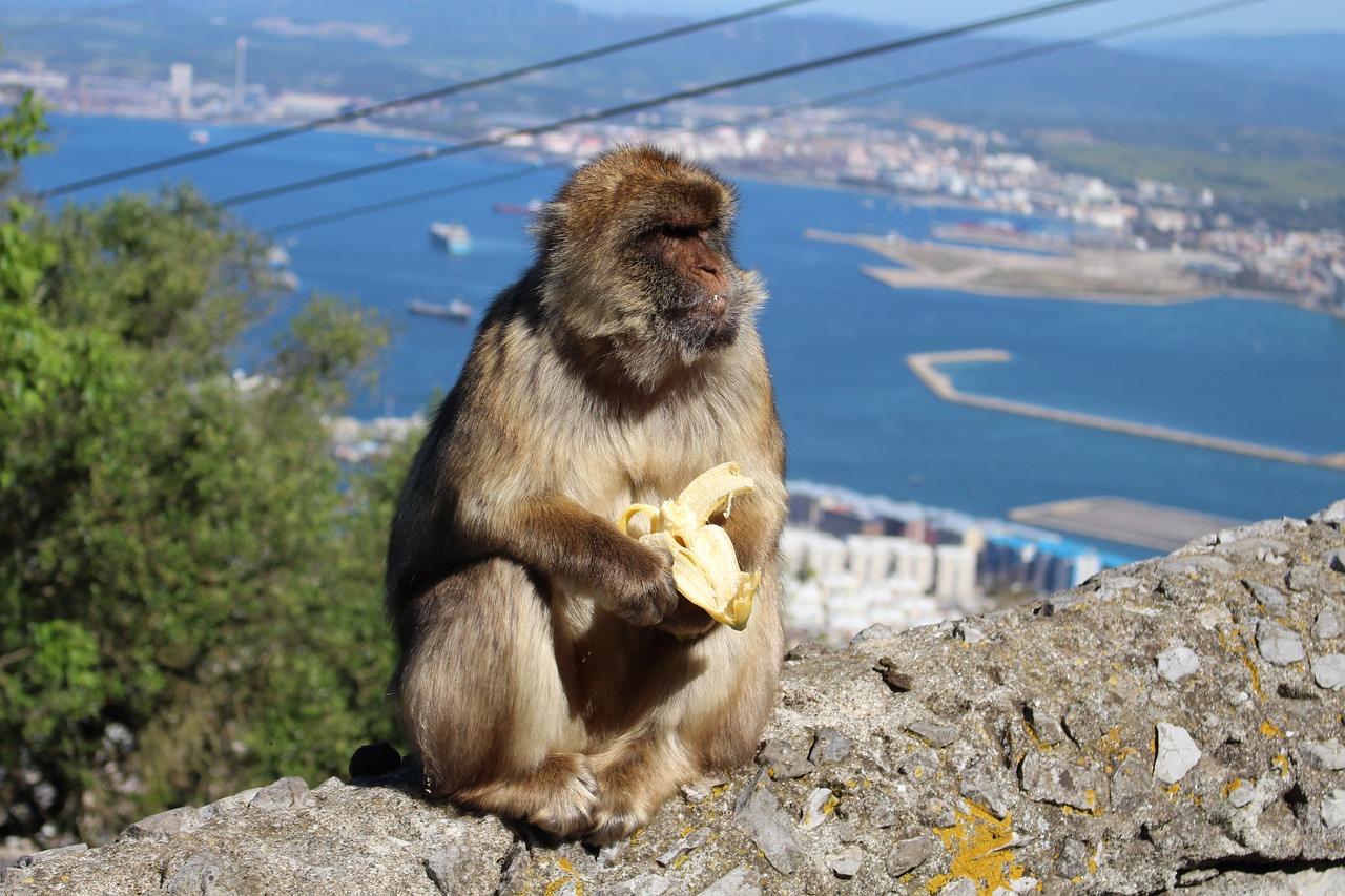 Makaki, czyli nietypowa atrakcja na Gibraltarze