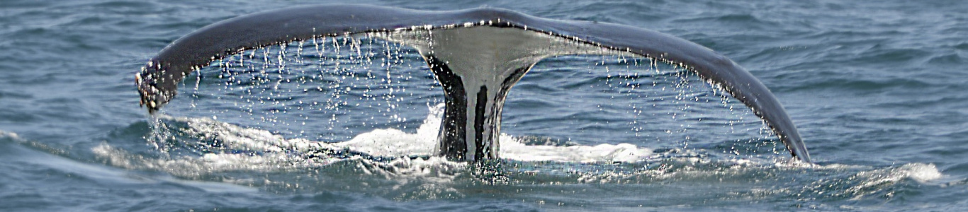 Zdjęcie z rejsu żeglarskiego Wielorybie safari w Norwegii