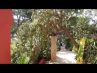garden gate made from 50yrs old opuntia