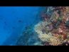 Diving in Croatia Vis Komiza 2015 Part II