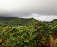 Zdjęcie z rejsu żeglarskiego Dominika: Tropikalne lasy z wycieczkowym szlakiem