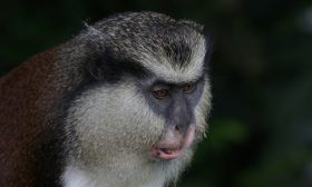 Zdjęcie z rejsu żeglarskiego Grenada: Park Narodowy Grand Etang