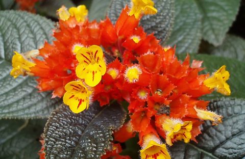 Zdjęcie z rejsu żeglarskiego Marigot Bay: Diamentowe Ogrody Botaniczne