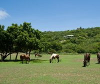 Zdjęcie z rejsu żeglarskiego Mustique: Plaże na wyspie Mustique