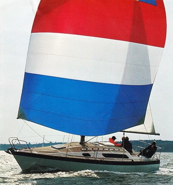 Dolphin 31